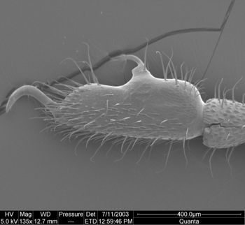 Media type: image; Invertebrate Zoology 134644